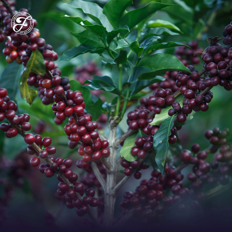 La oportunidad de los microlotes para el cultivo de cafés exóticos